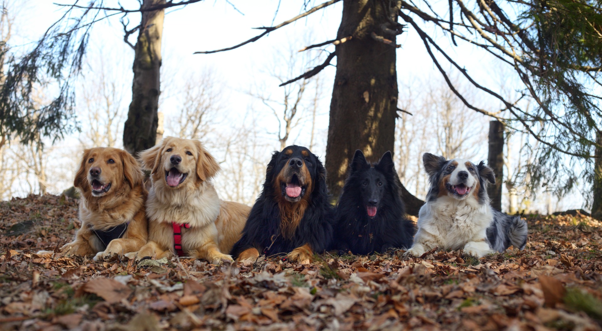 Tina, Aura, Hami, Sky, Molly