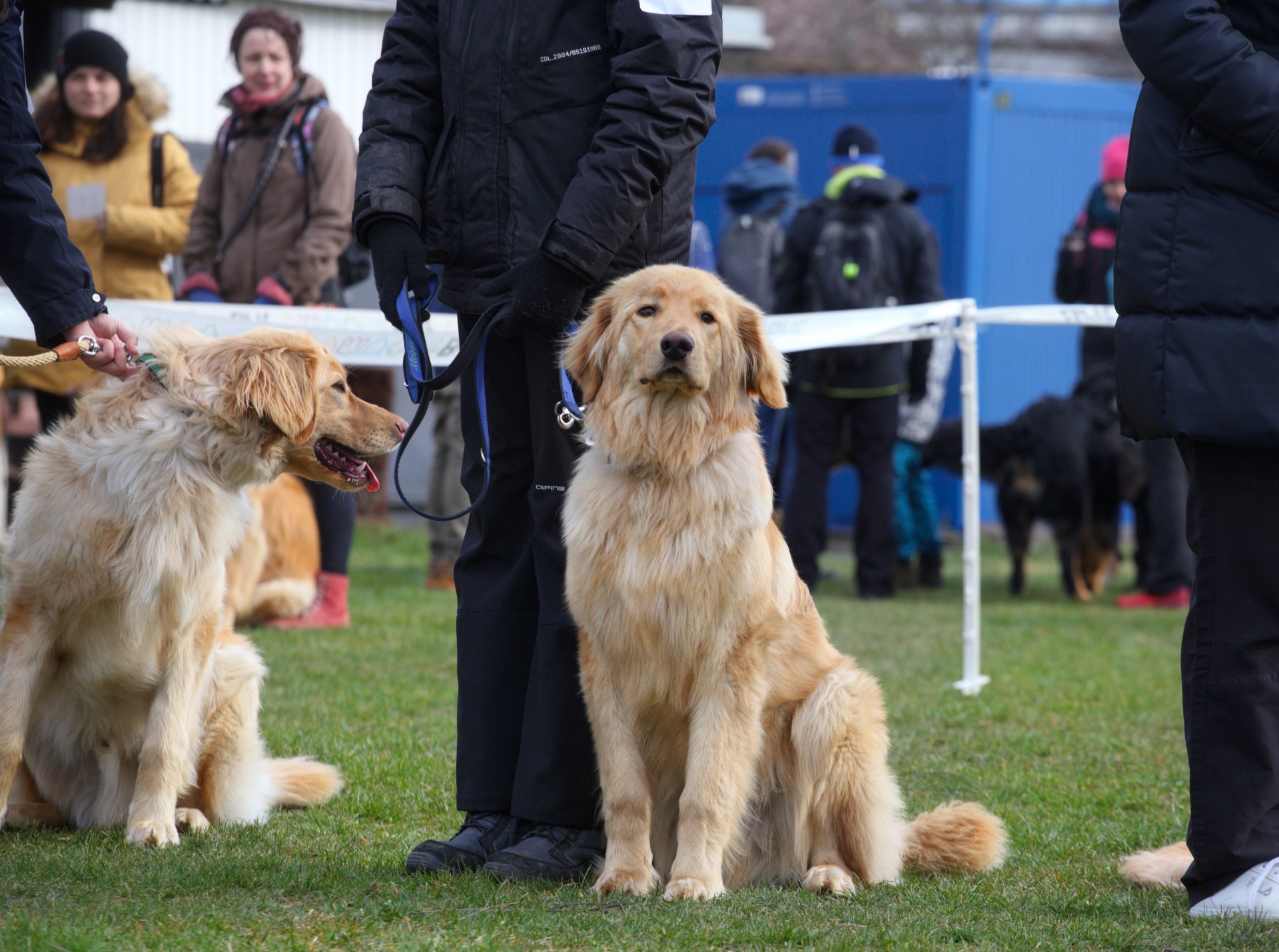 Pyšný to krasavec :)
